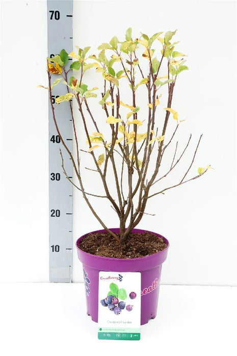 Amelanchier aln. 'Greatberry® Garden'