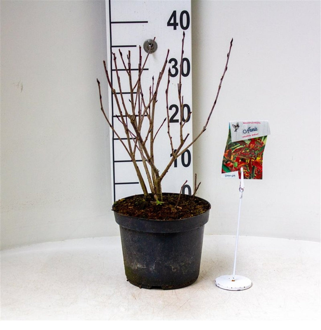 Aronia arbutifolia &