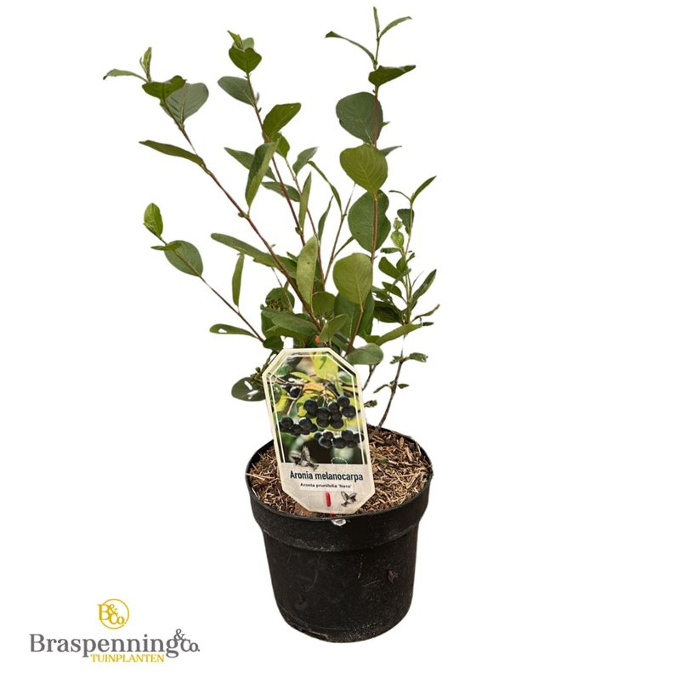 Aronia prun. &