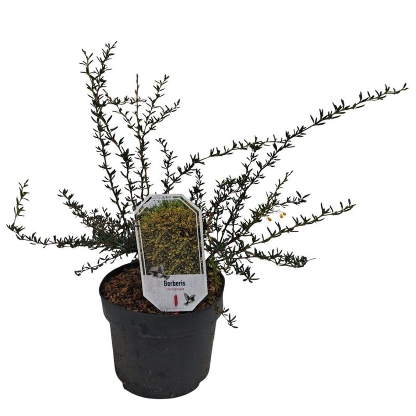 Aukuba japonica - C3/P19 30-40 CM