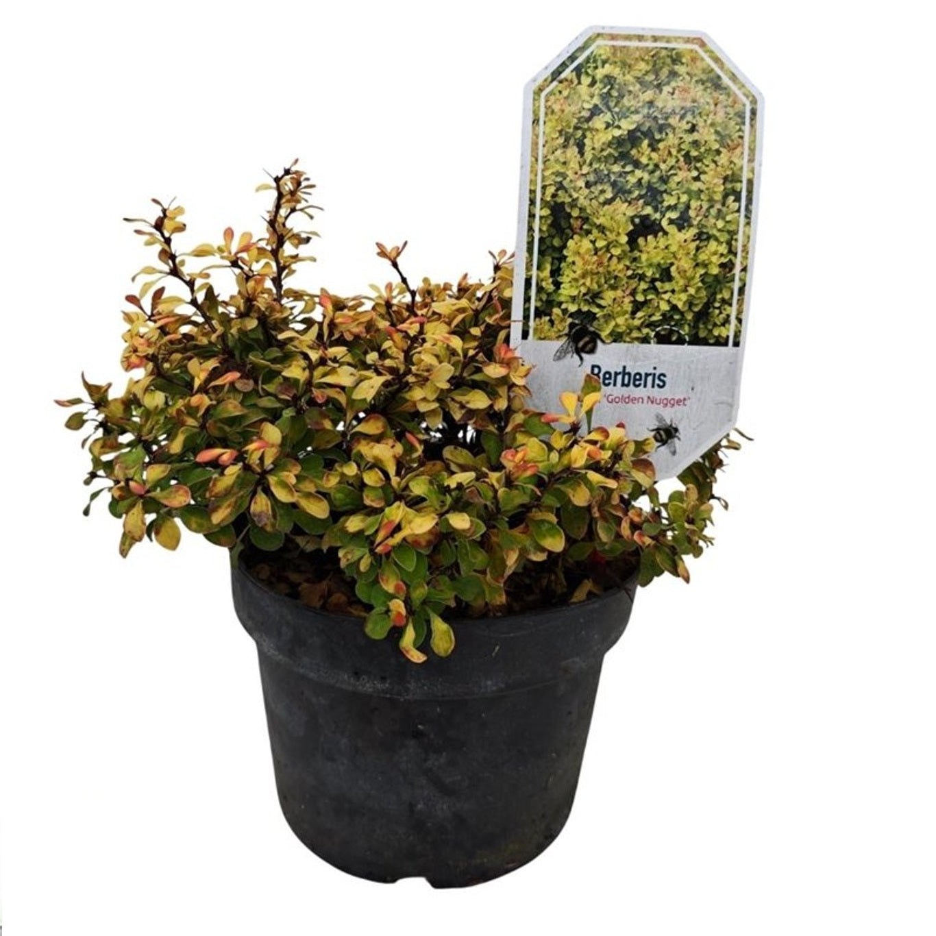 Berberis thunb. &