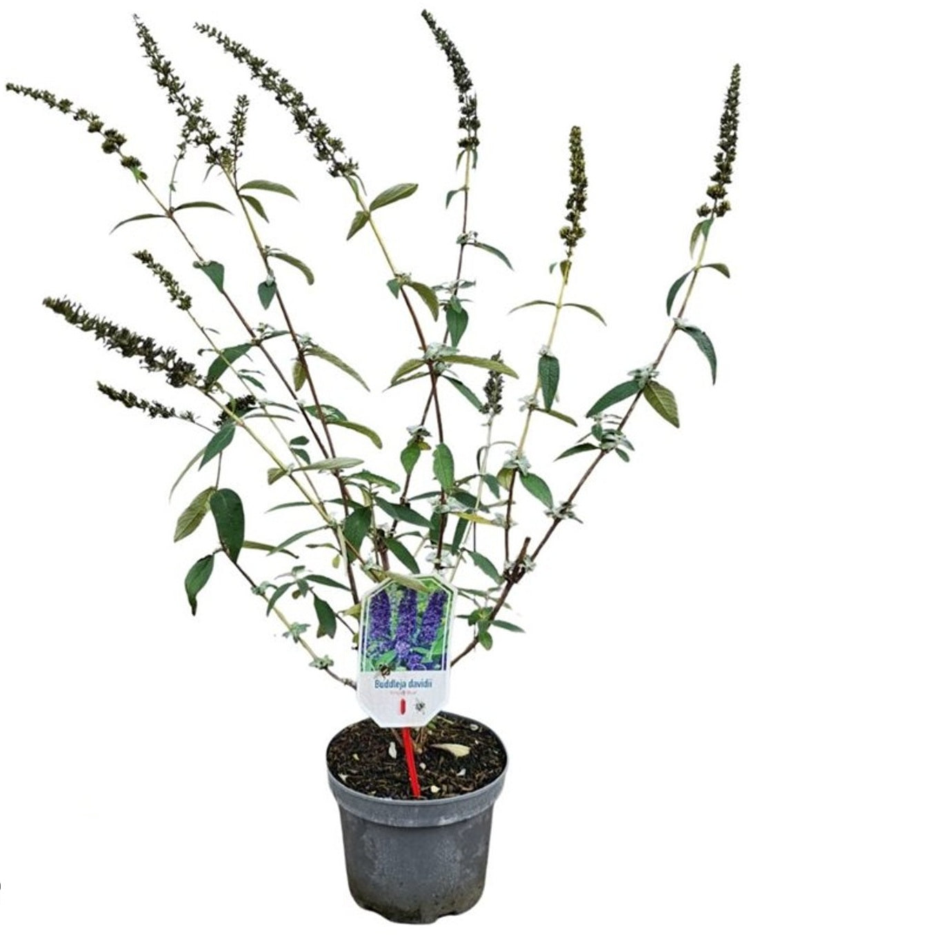 Syrenbuddleja d. &
