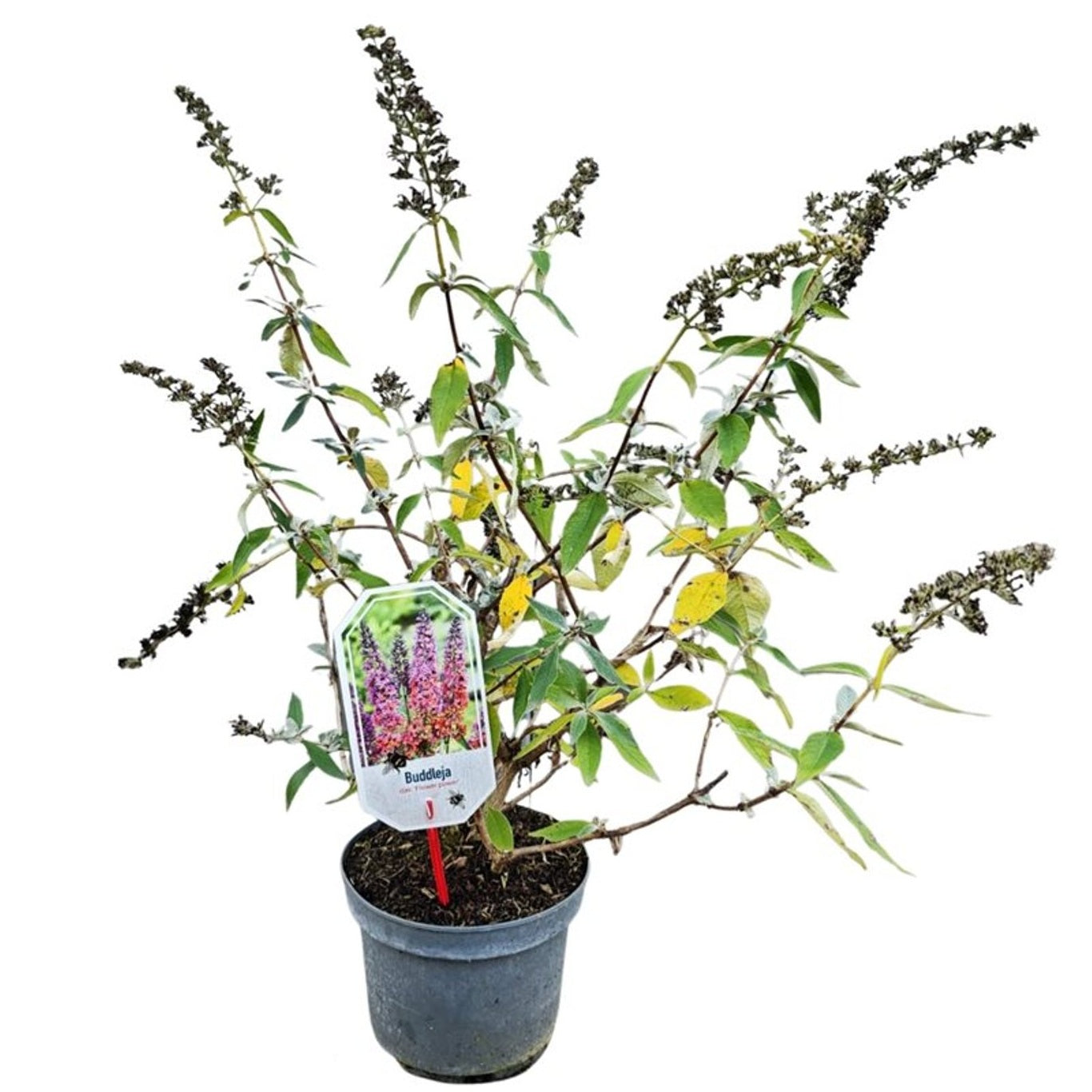 Syrenbuddleja d. &