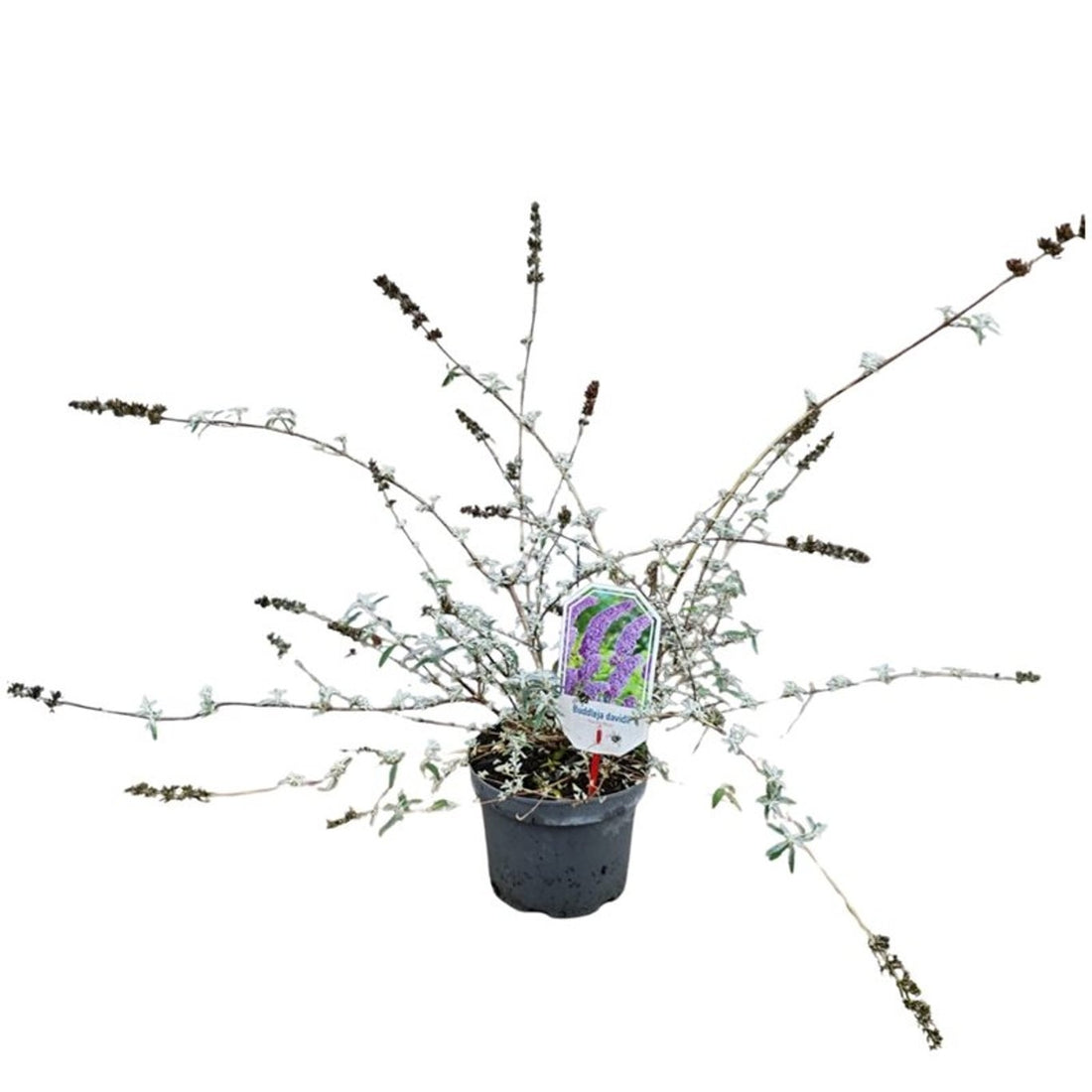 Syrenbuddleja d. &