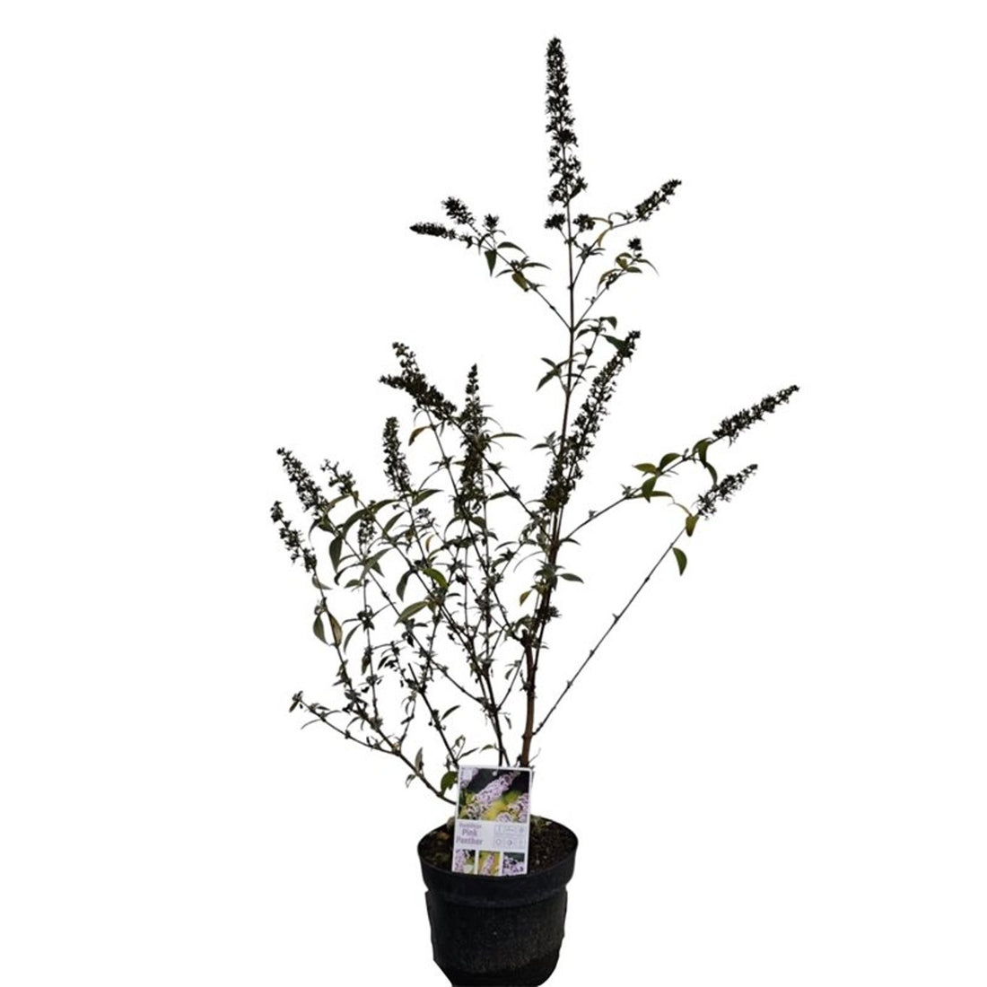 Syrenbuddleja d. &