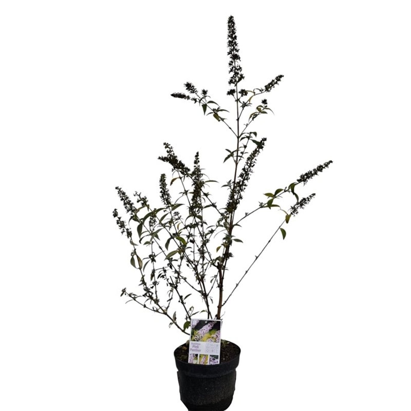 Syrenbuddleja d. &