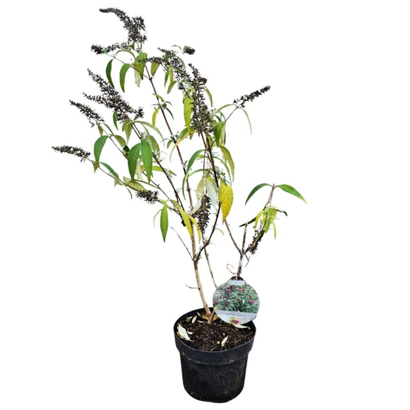 Syrenbuddleja d. &