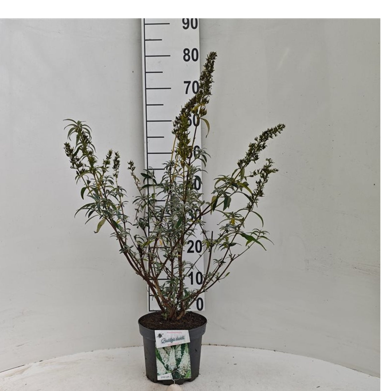 Syrenbuddleja d. &