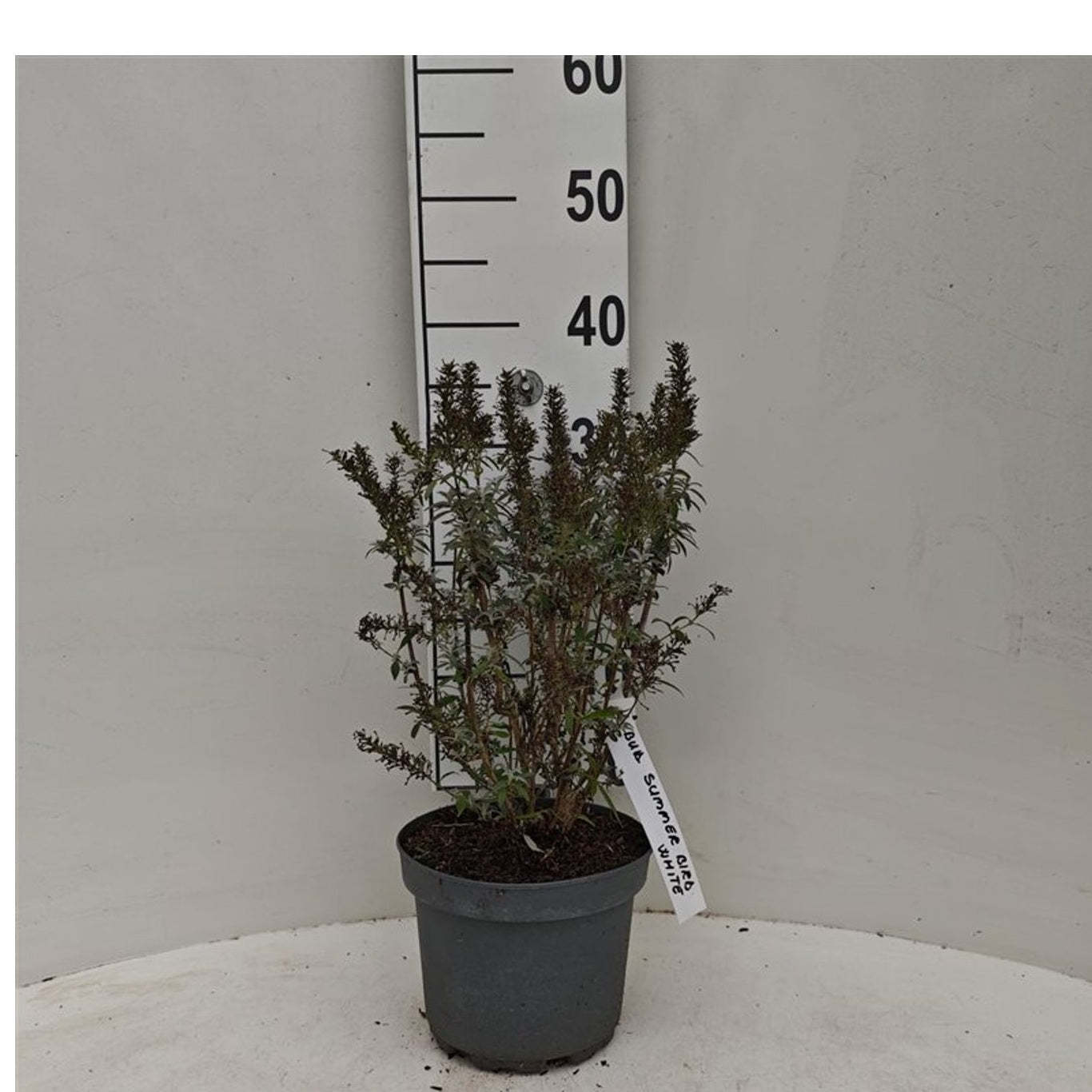 Syrenbuddleja dav. &