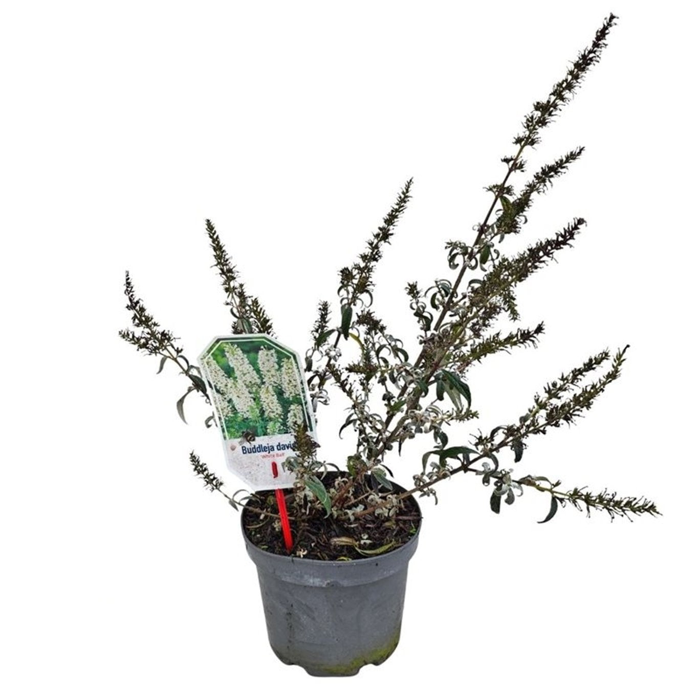 Syrenbuddleja d. &
