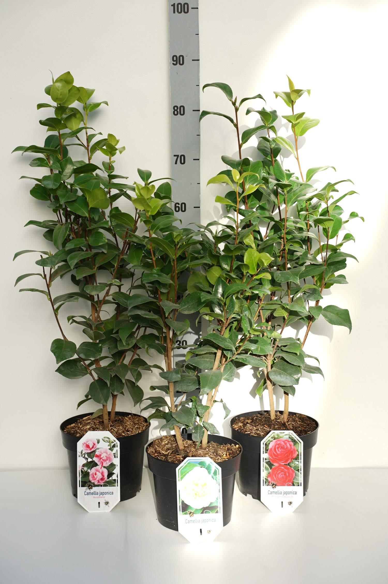 Kamelia j. in cultivars - C3/P19 25-30 CM