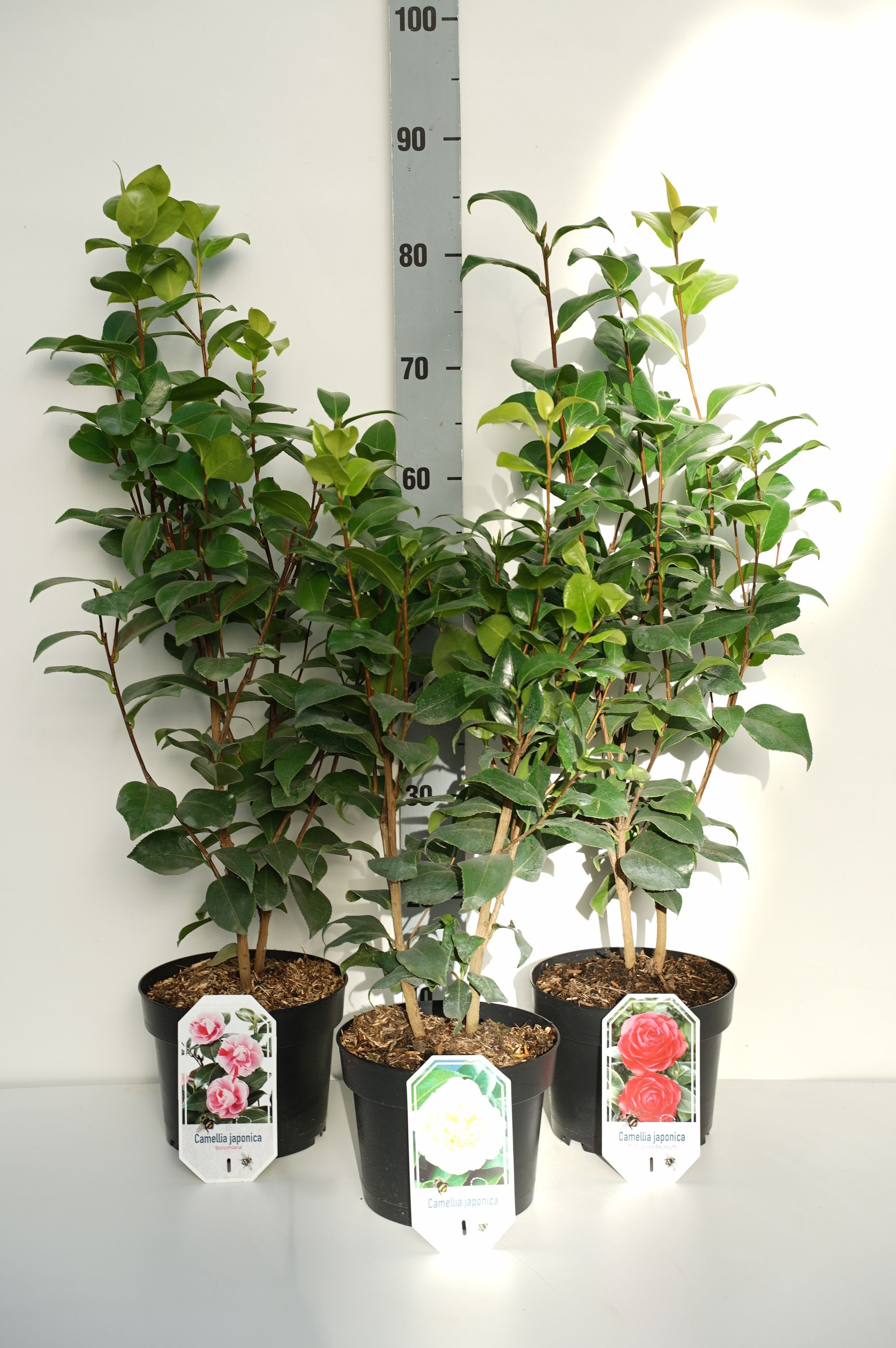 Kamelia j. in cultivars - C3/P19 25-30 CM
