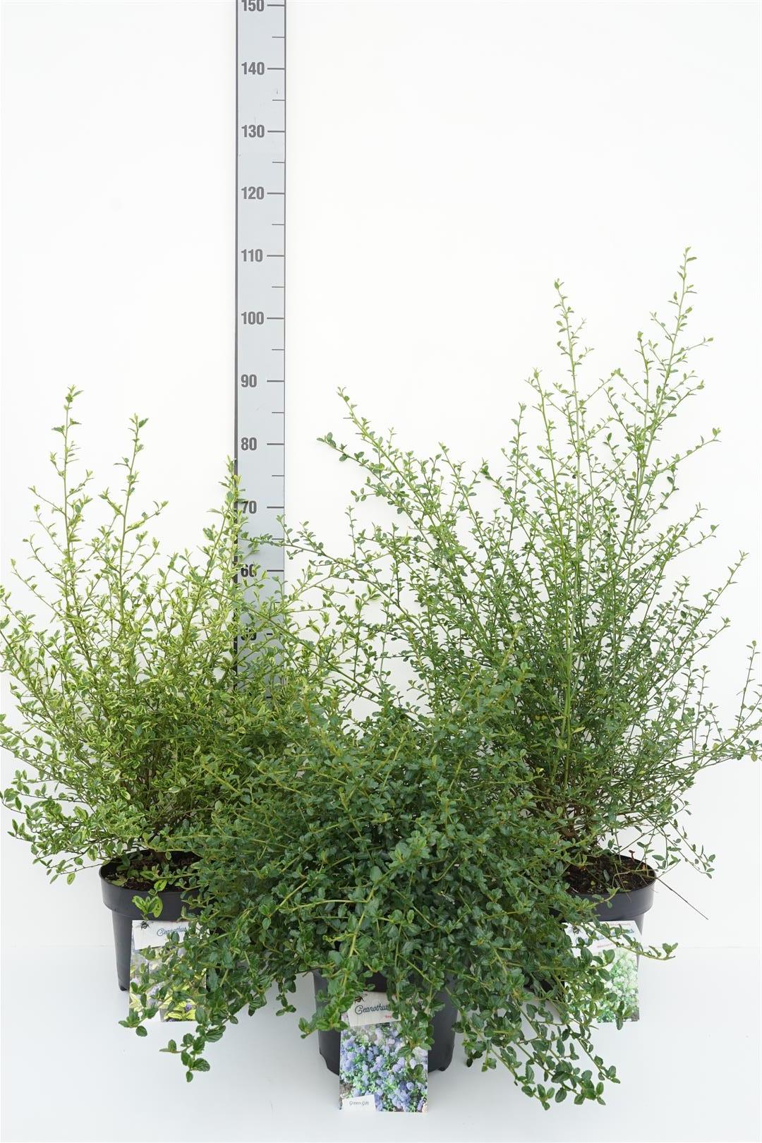 Säckbuske in cultivars - C5/P23 30-40 CM