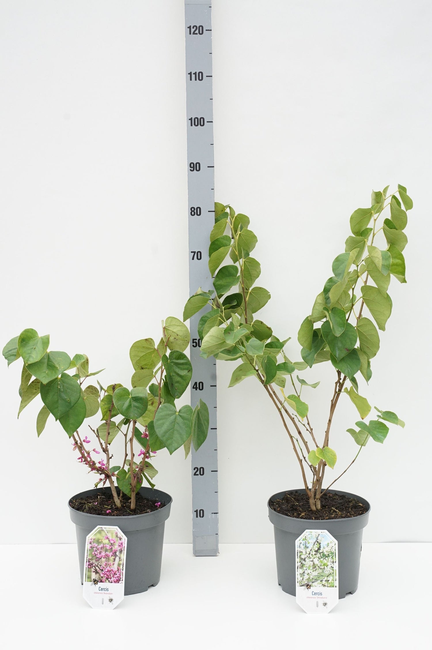 Judasträd in cultivars - C5/P23 40-50 CM