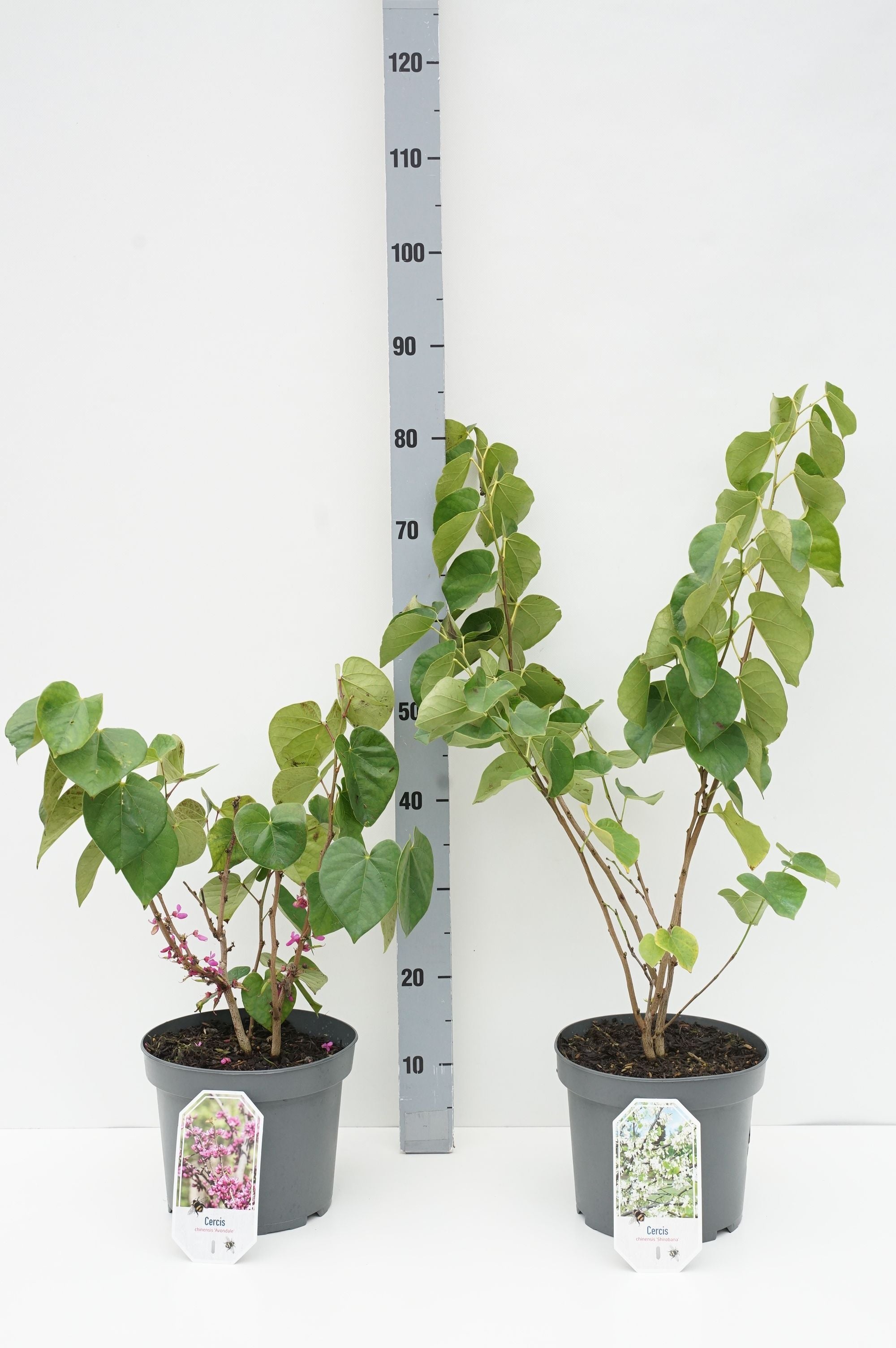 Judasträd in cultivars - C5/P23 40-50 CM