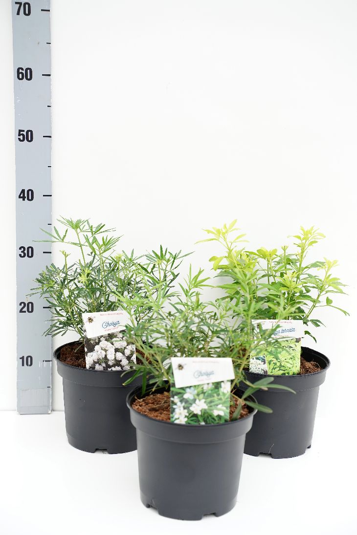 Doftapelsin in cultivars - C3/P19 25-30 CM