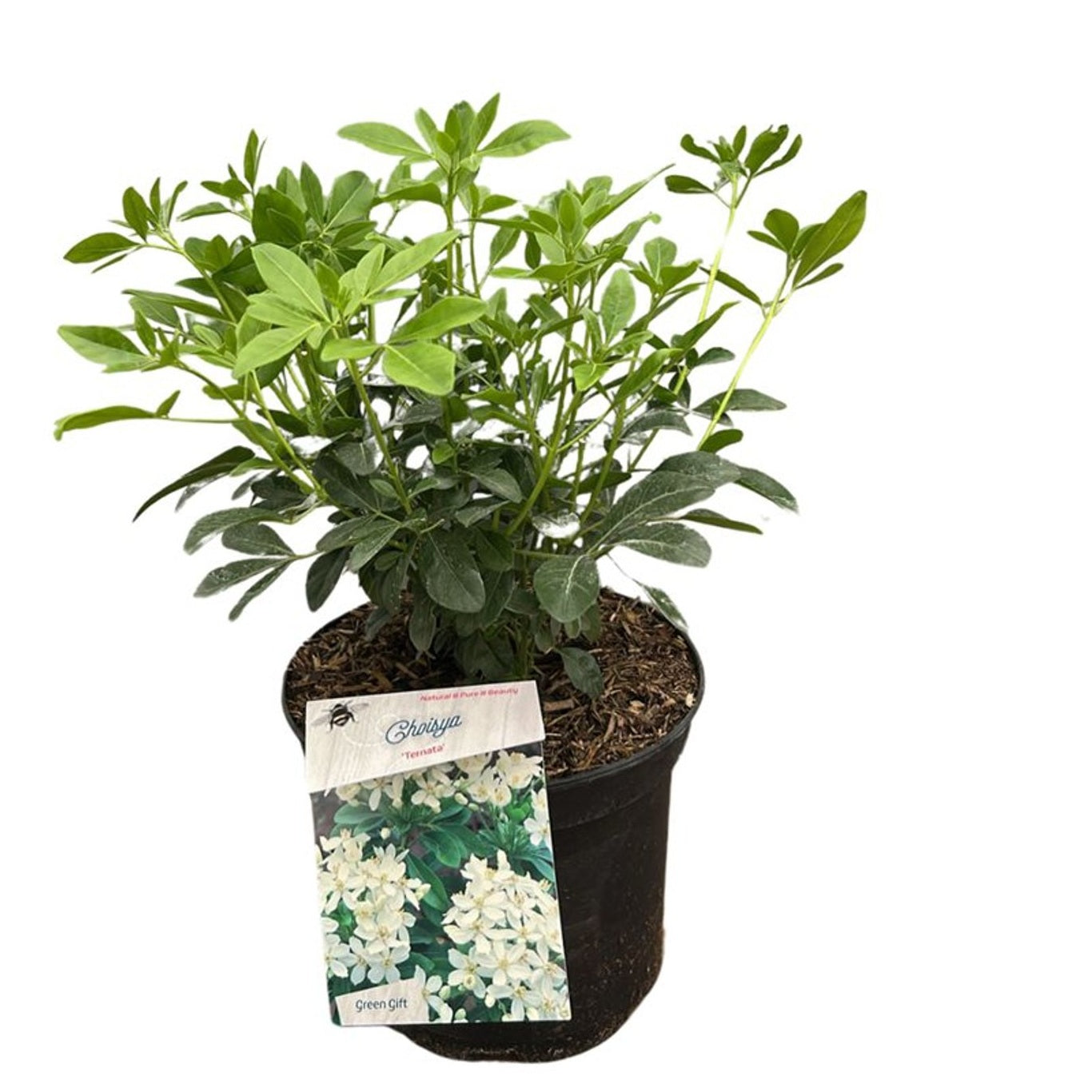 Doftapelsin ternata - C5/P23 30-40 CM