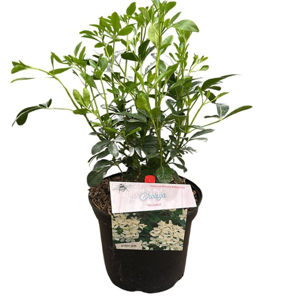 Choisya ternata C2 (2 liters kruka) / 17 cm kruka
