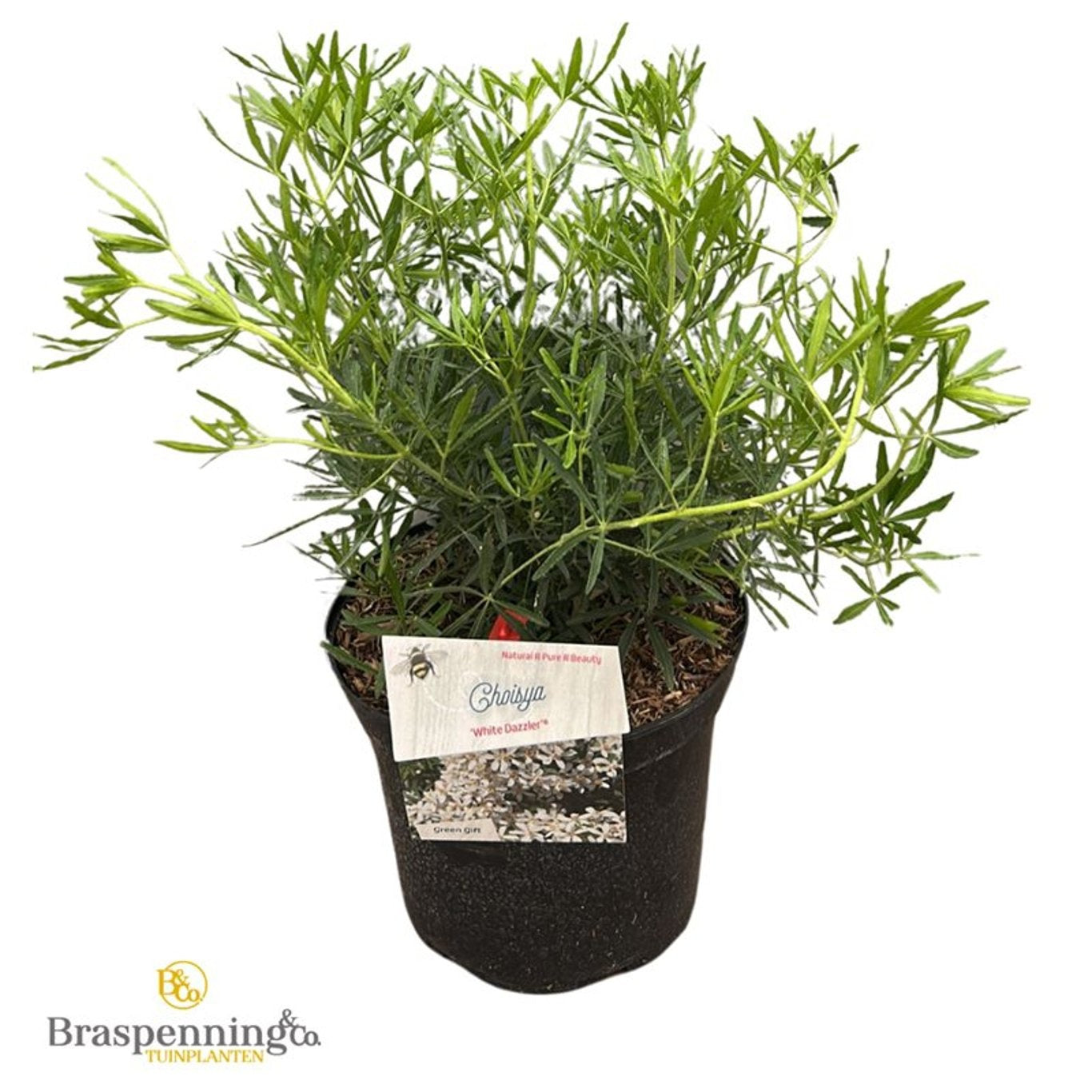 Choisya ternata &