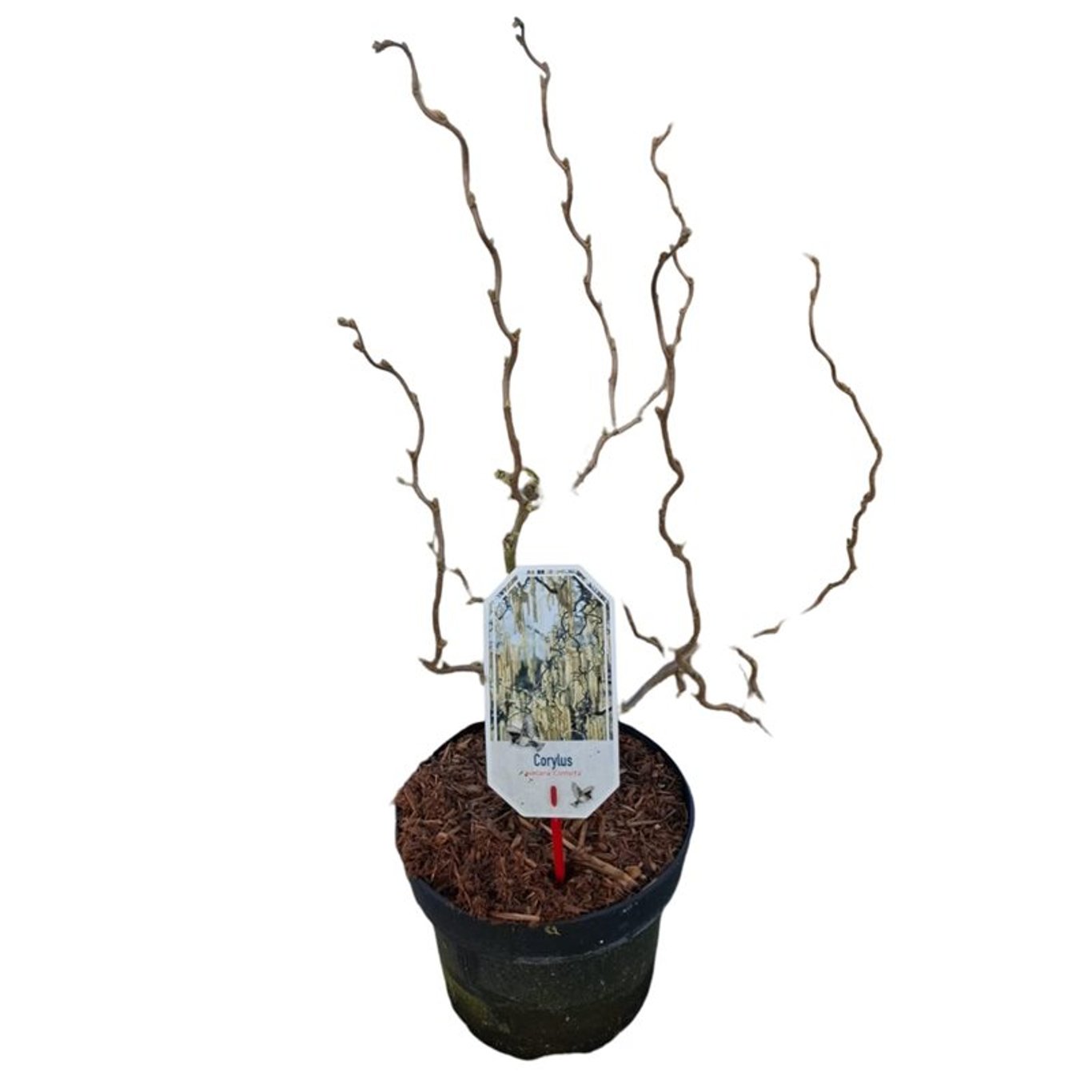 Corylus a. &