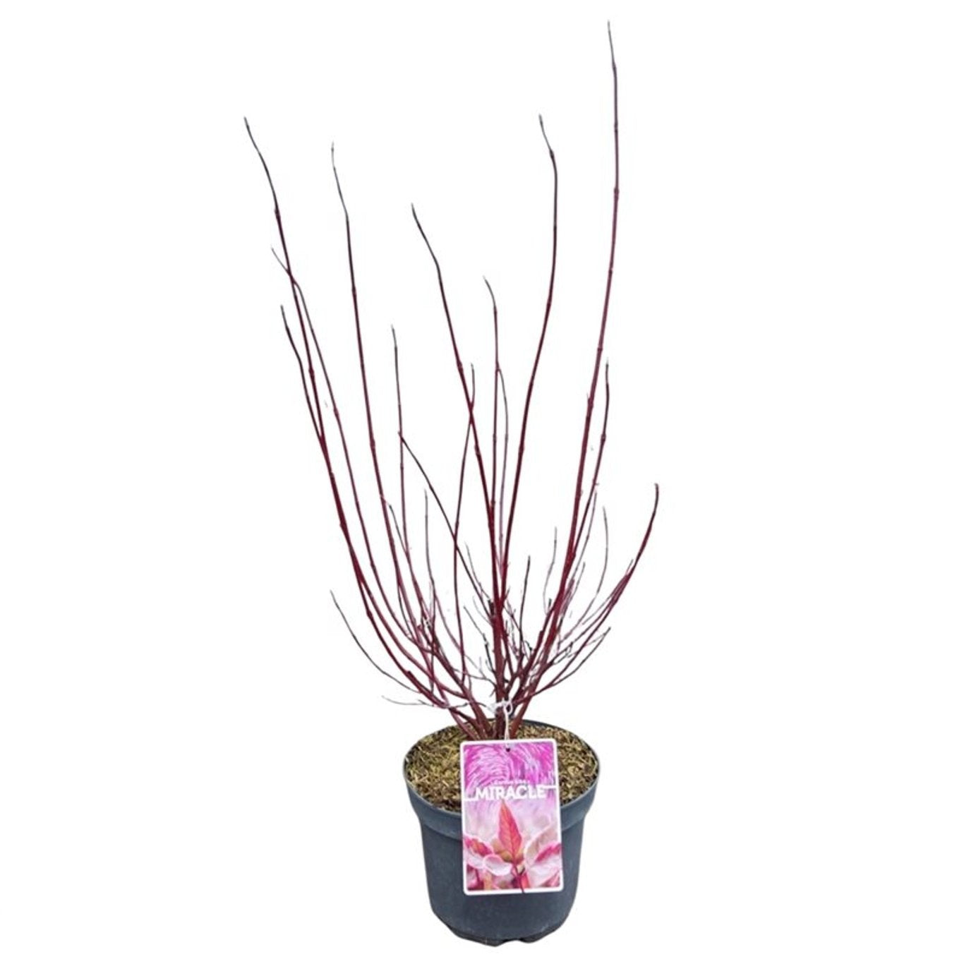Kornell alba &