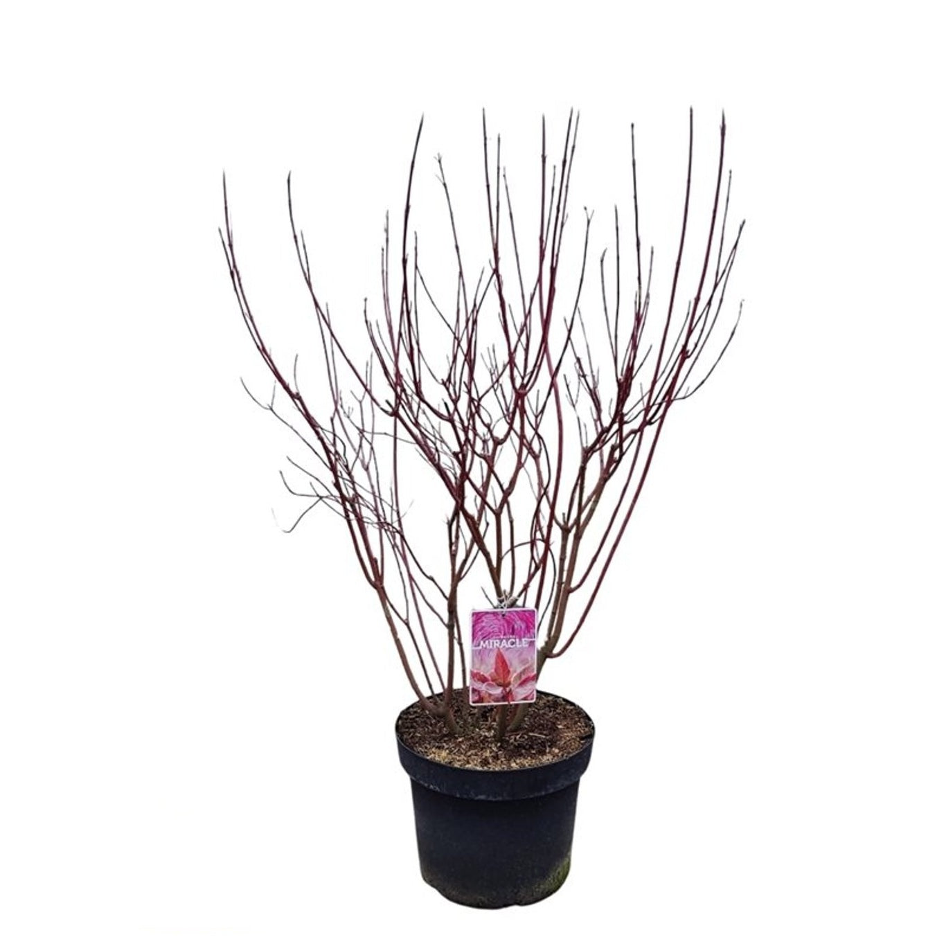 Cornus alba &
