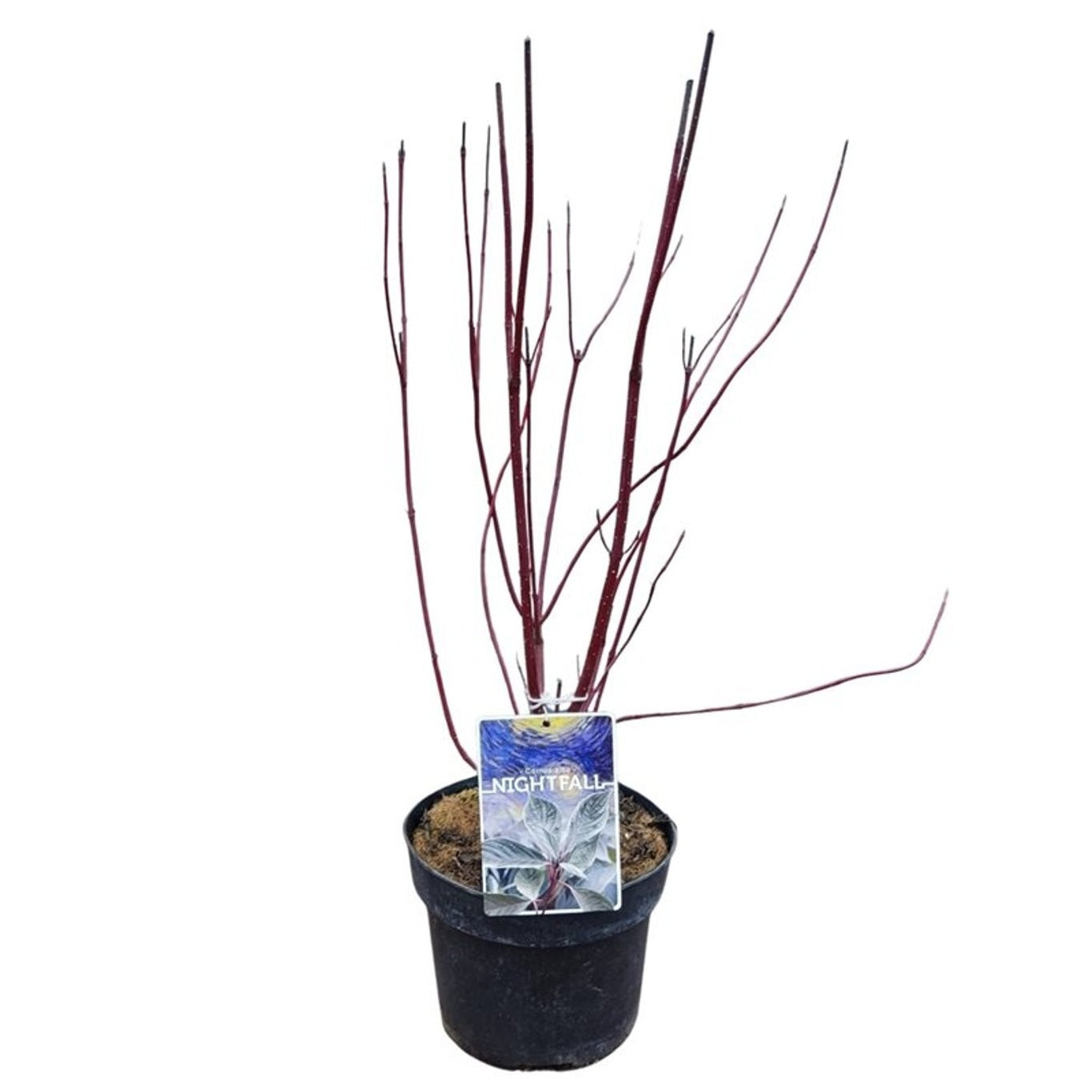Cornus alba &