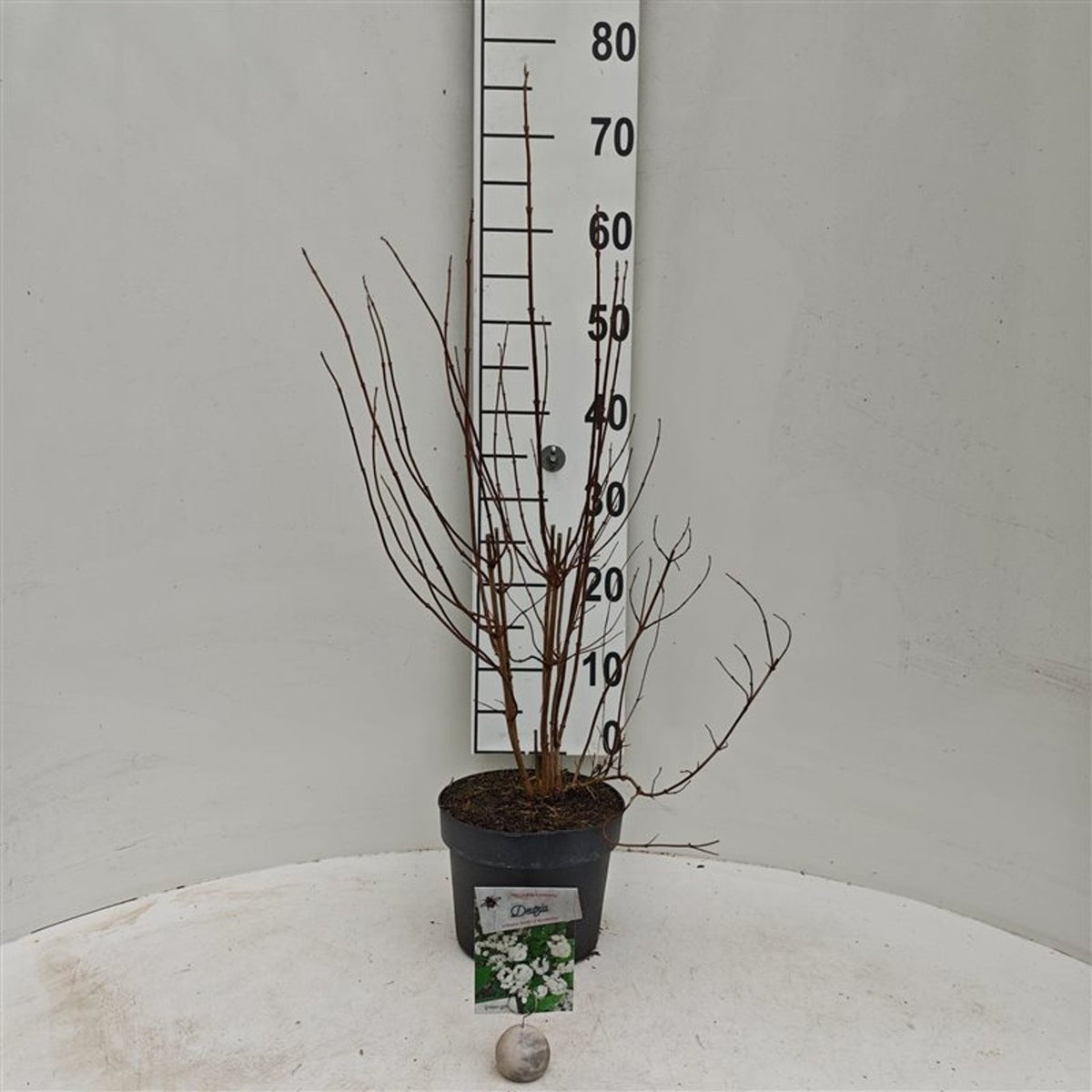 Deutzia crenata &