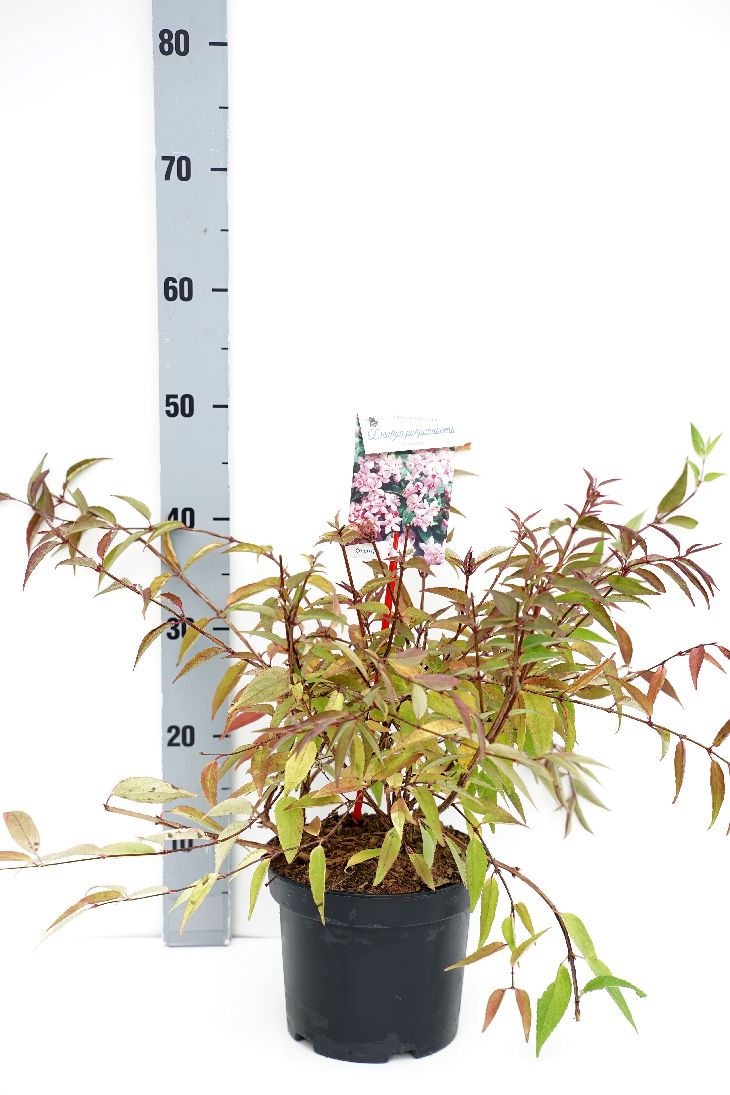 Deutzia purp. &