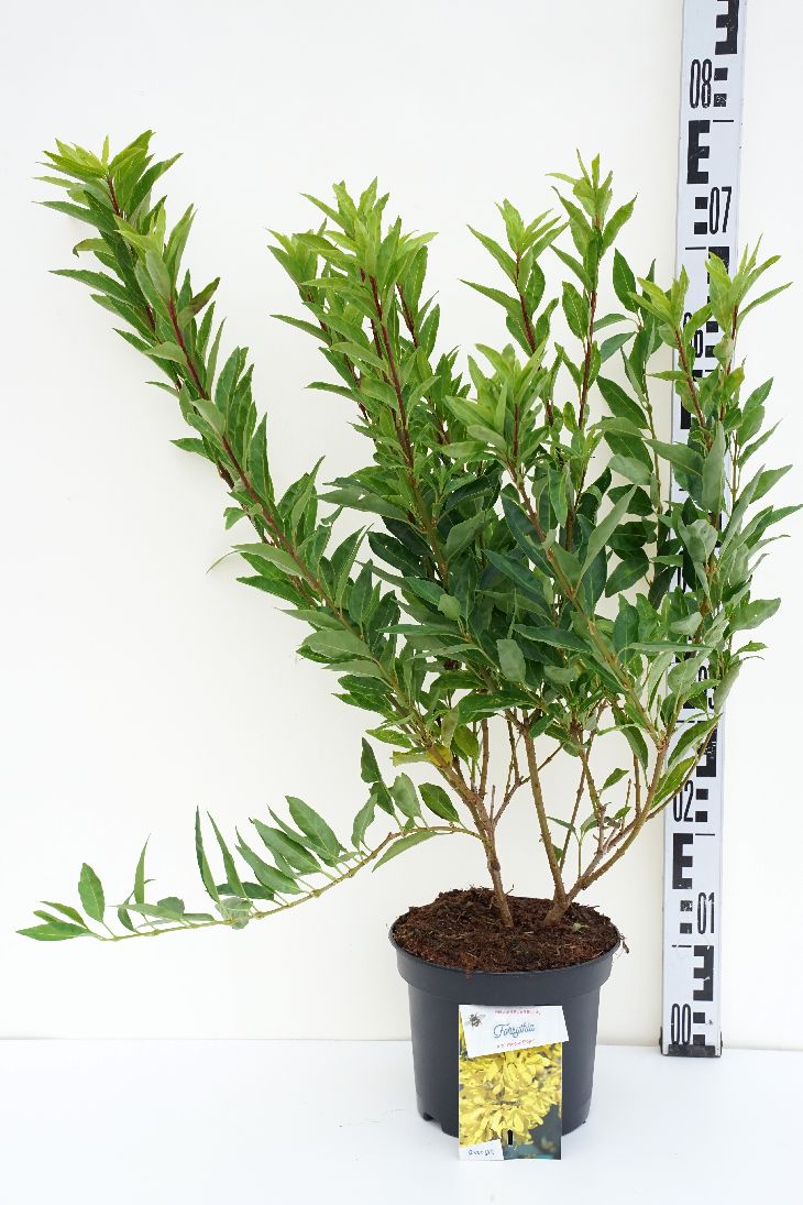 Forsythia int. &