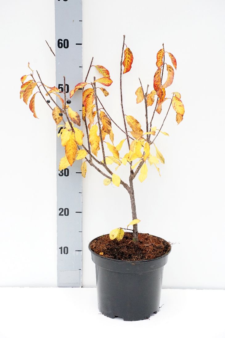 Frangula alnus (Rhamnus) C5 (5 liters kruka) 80-100 cm