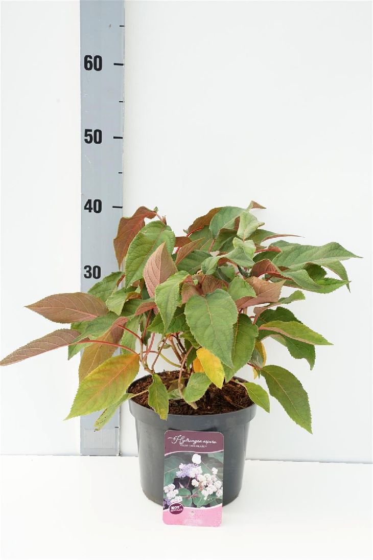 Hortensia asp. &