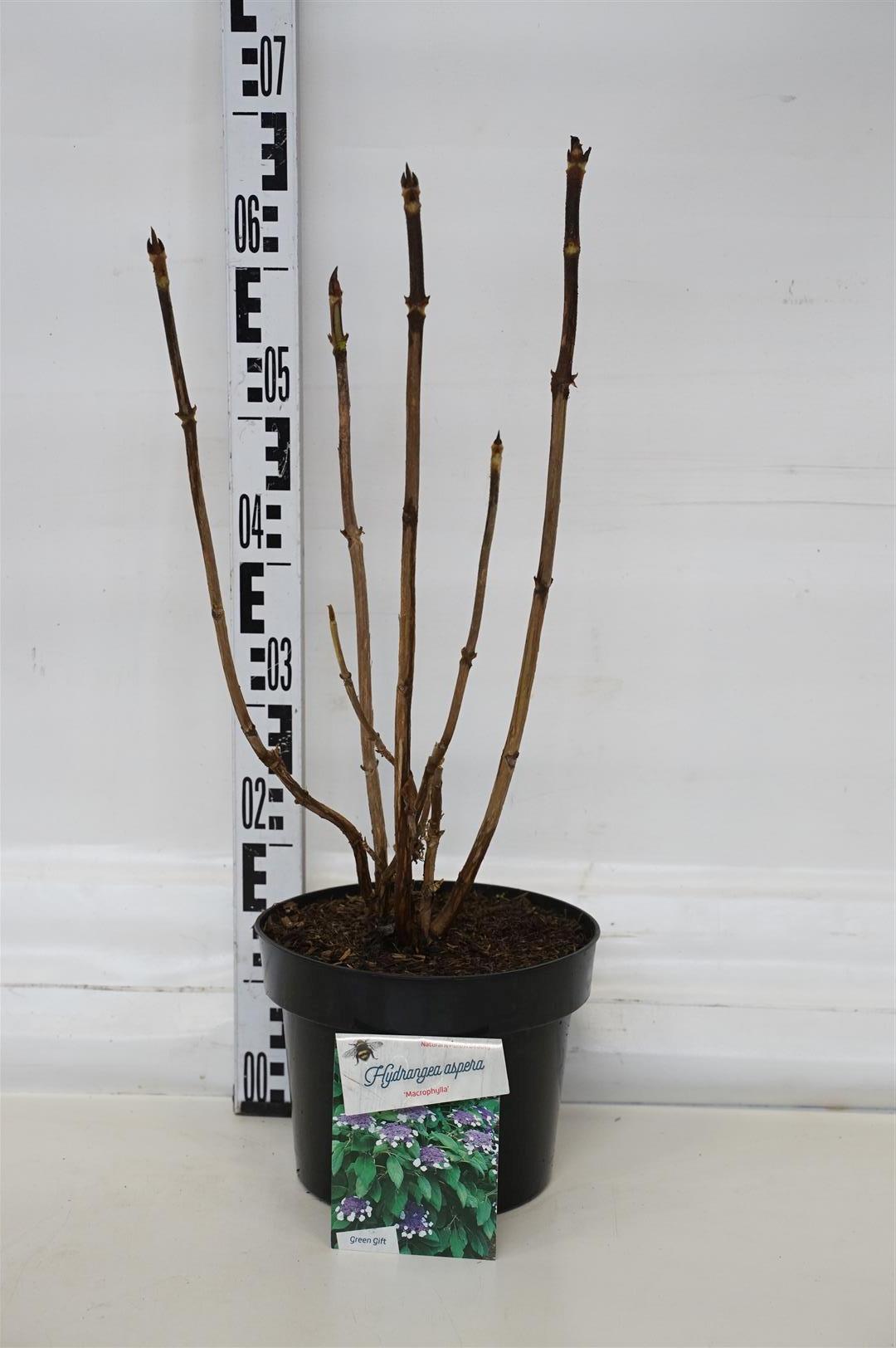 Hortensia asp. &