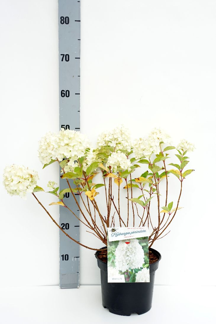 Hortensia pan. &