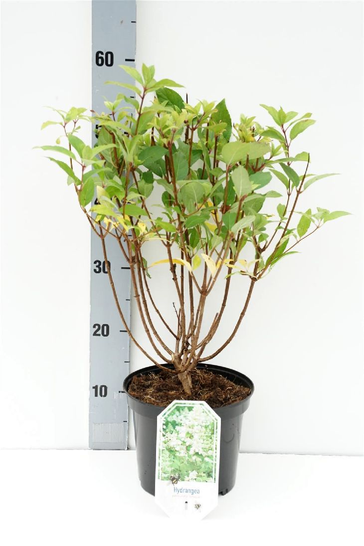 Hortensia pan. &