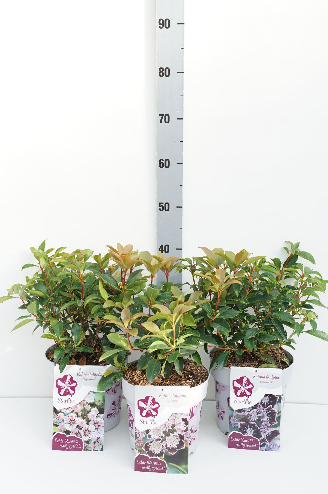 Kalmia in cultivars - C3/P19 30-40 CM