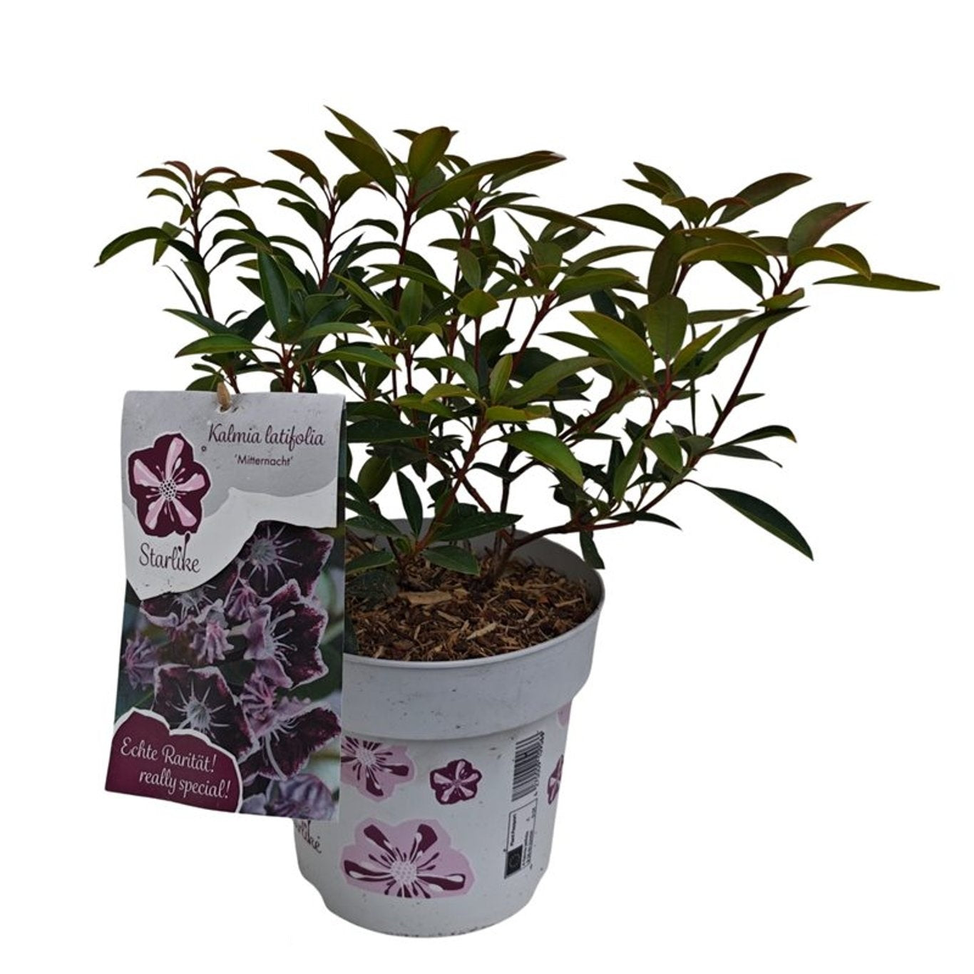 Kalmia lat. &