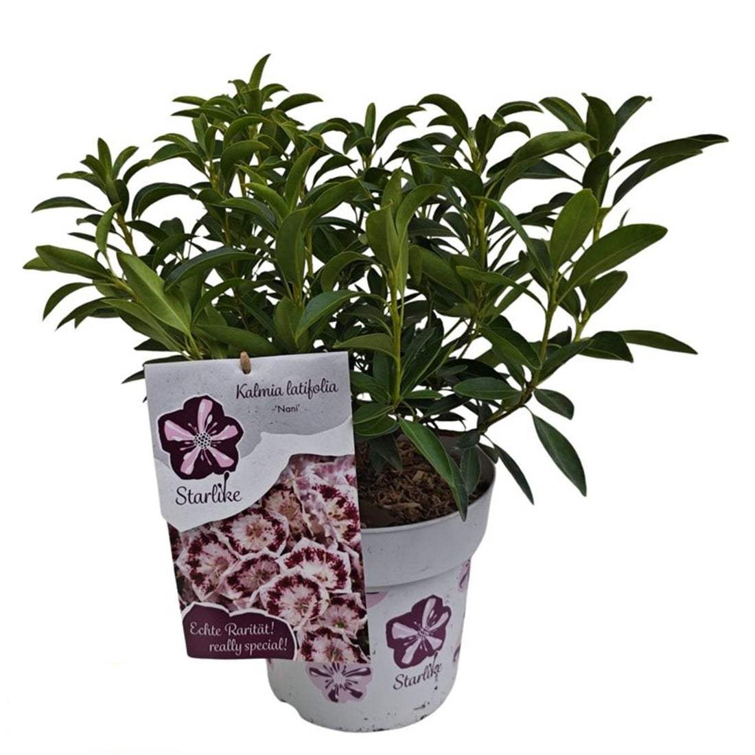 Kalmia lat. &