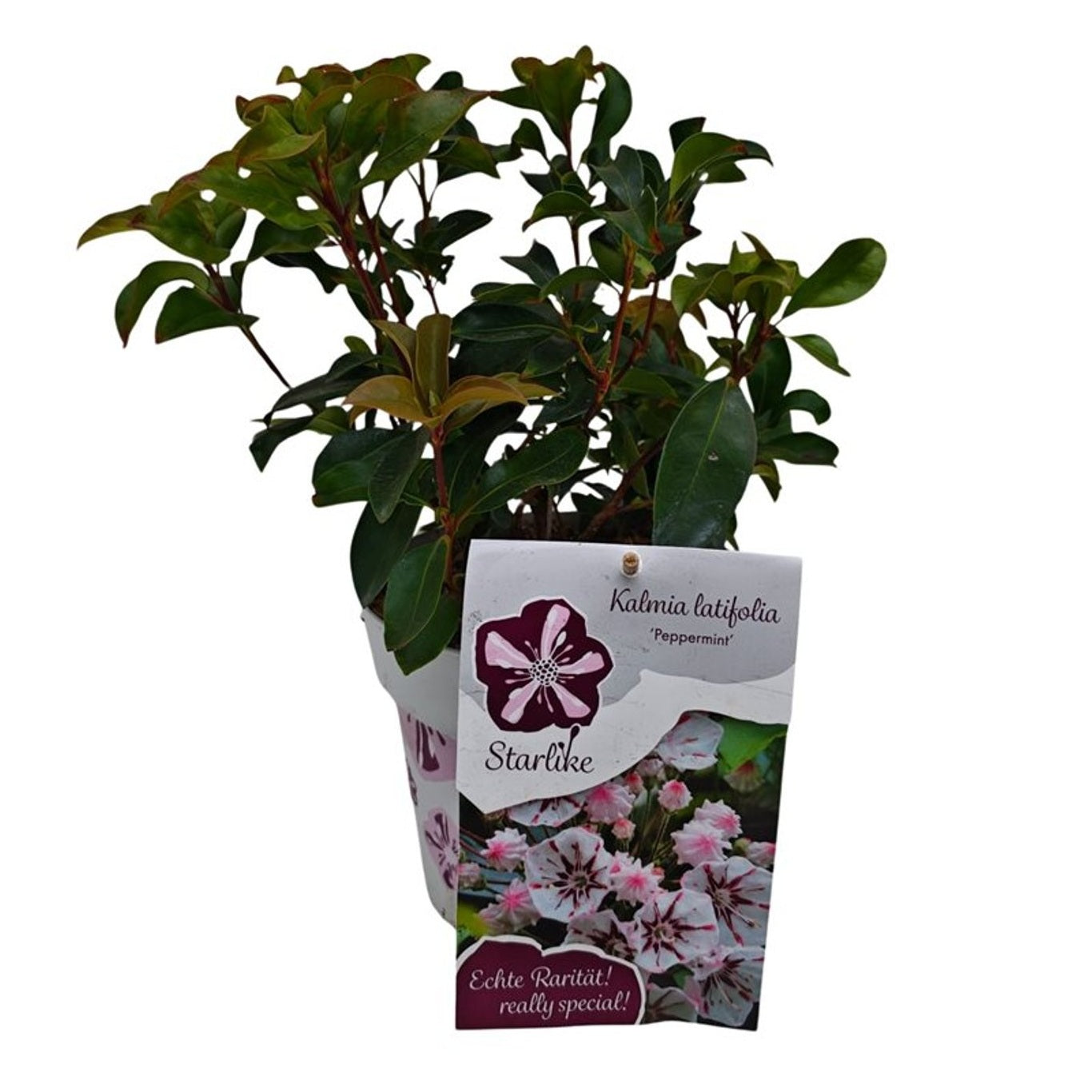 Kalmia lat. &