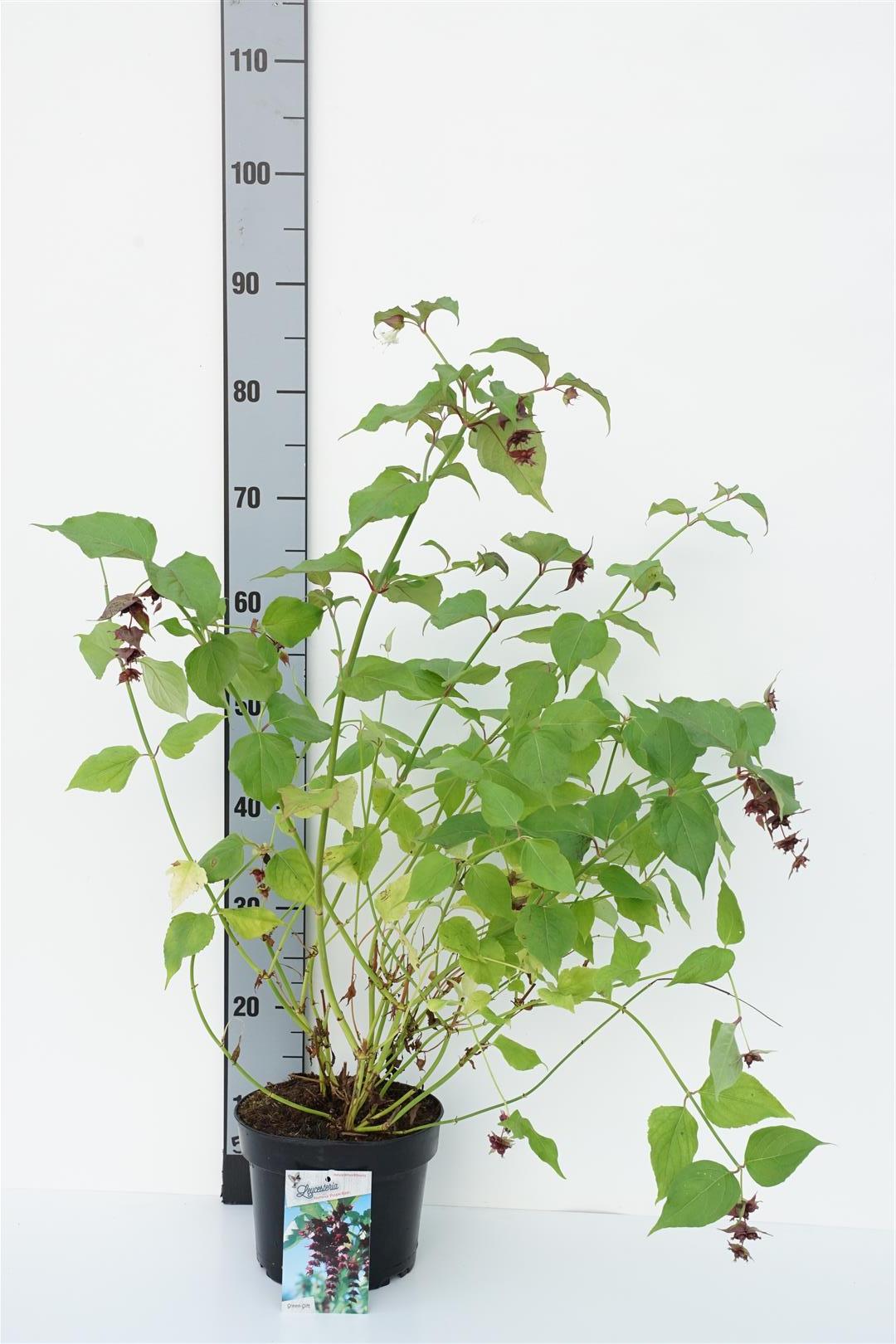 Leycesteria formosa &