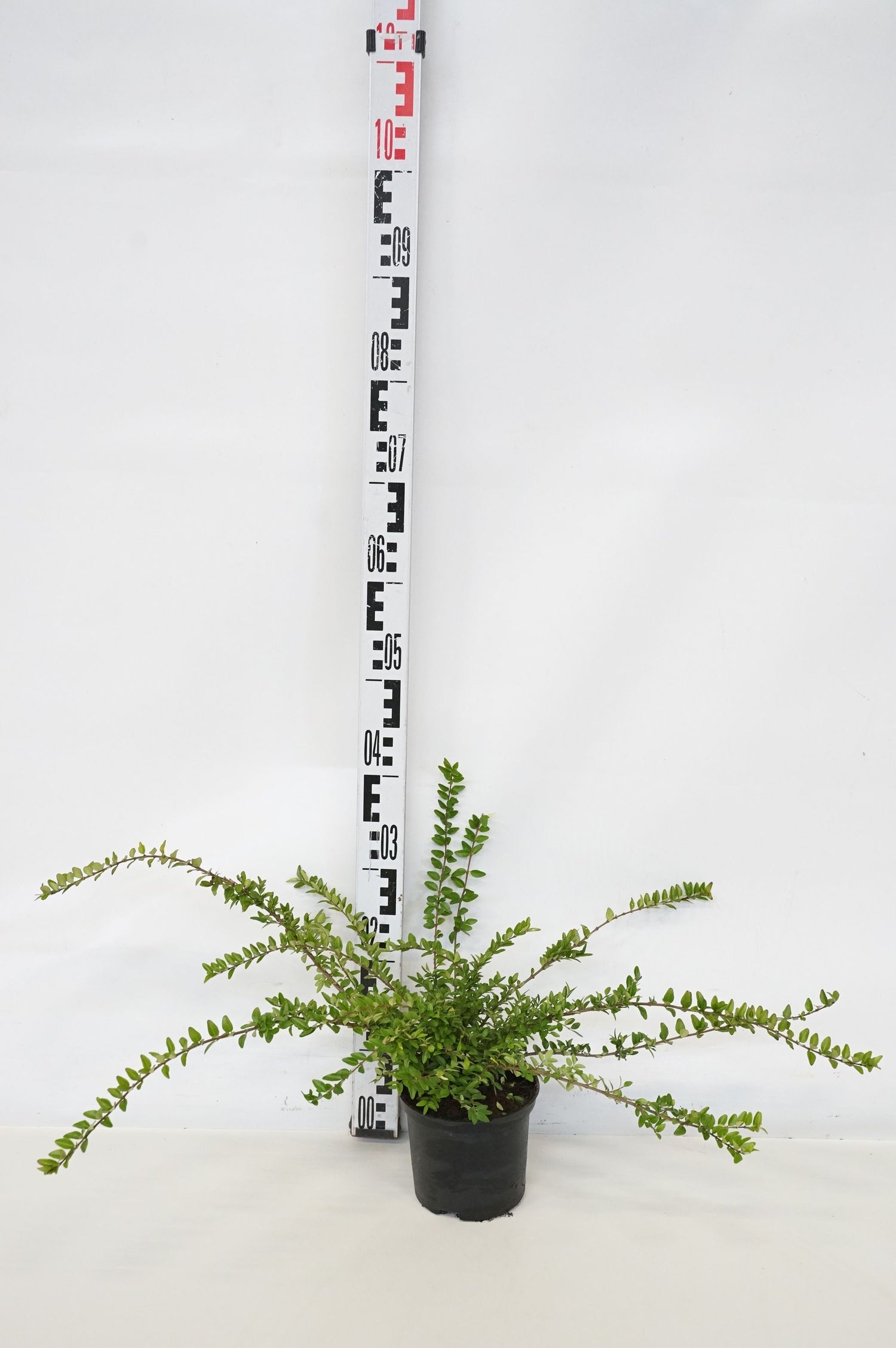 Lonicera nitida &