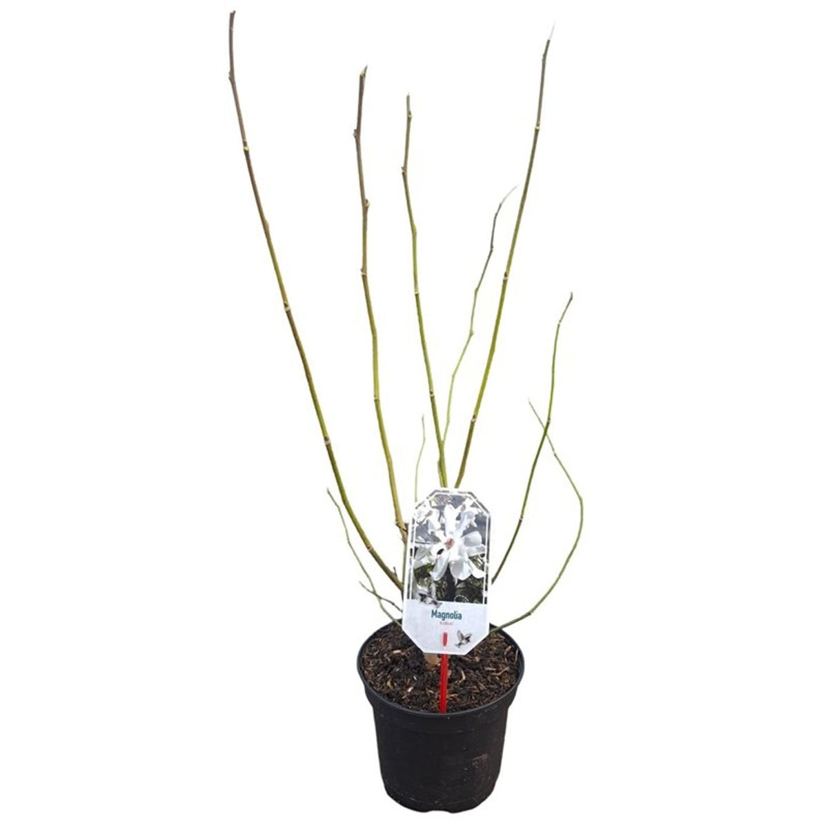 Magnolia kobus 16-18 cm stamomfång (nätklump)