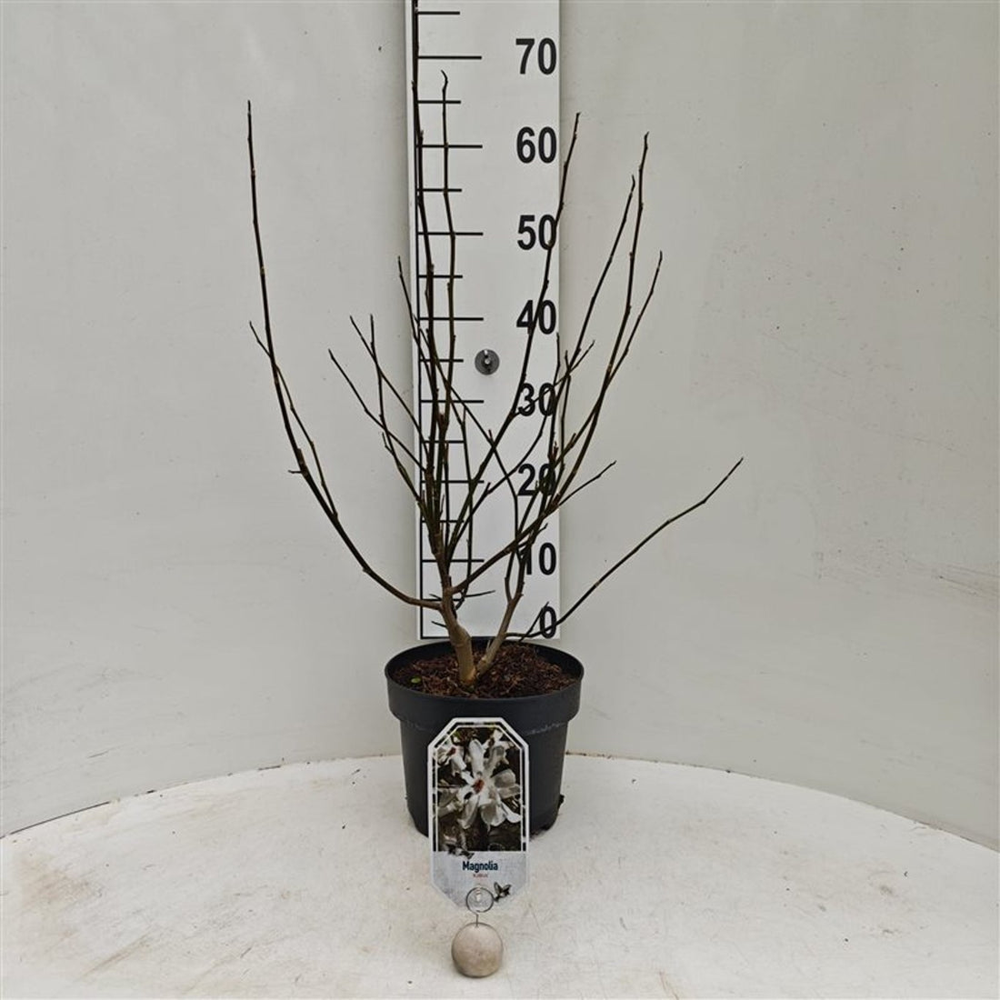 Magnolia kobus - C5/P23 50-60 CM