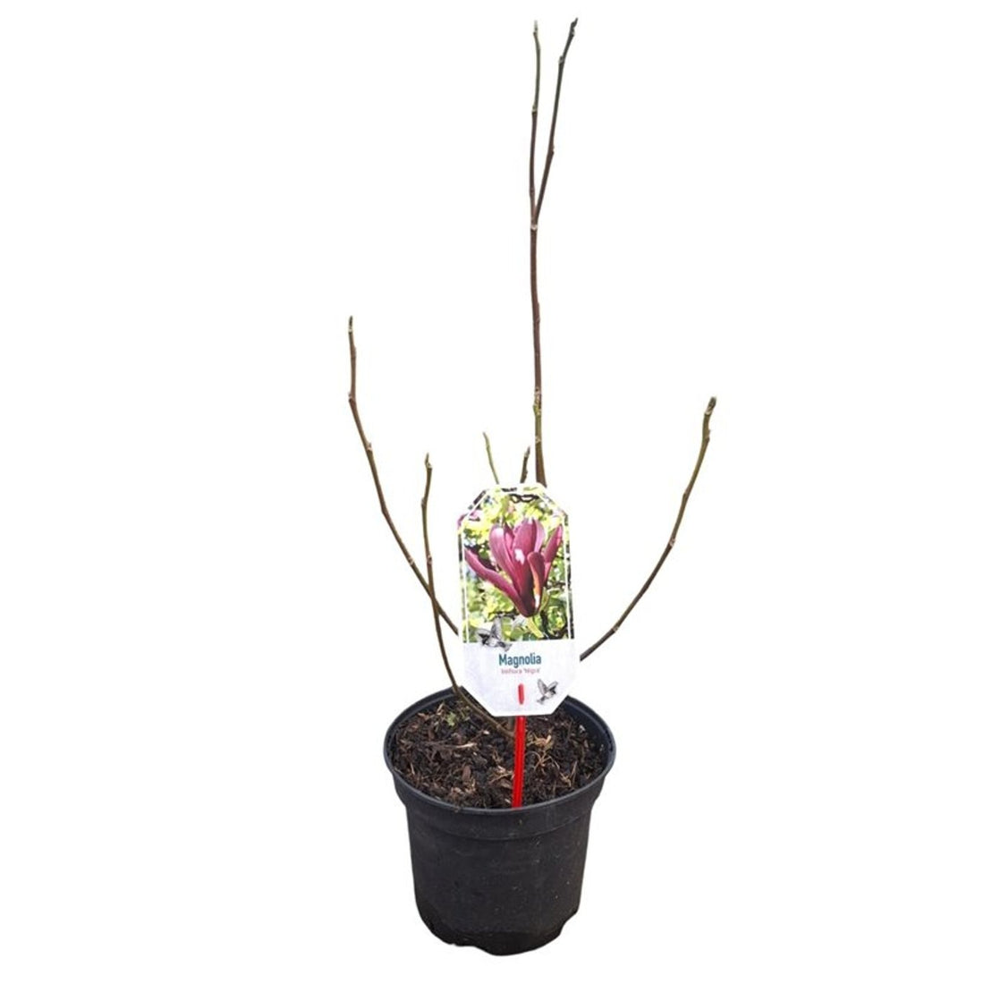 Magnolia liliiflora &