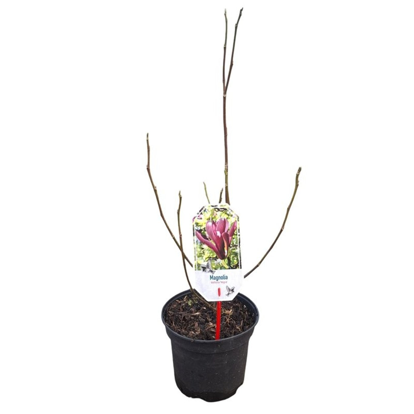 Magnolia liliiflora &