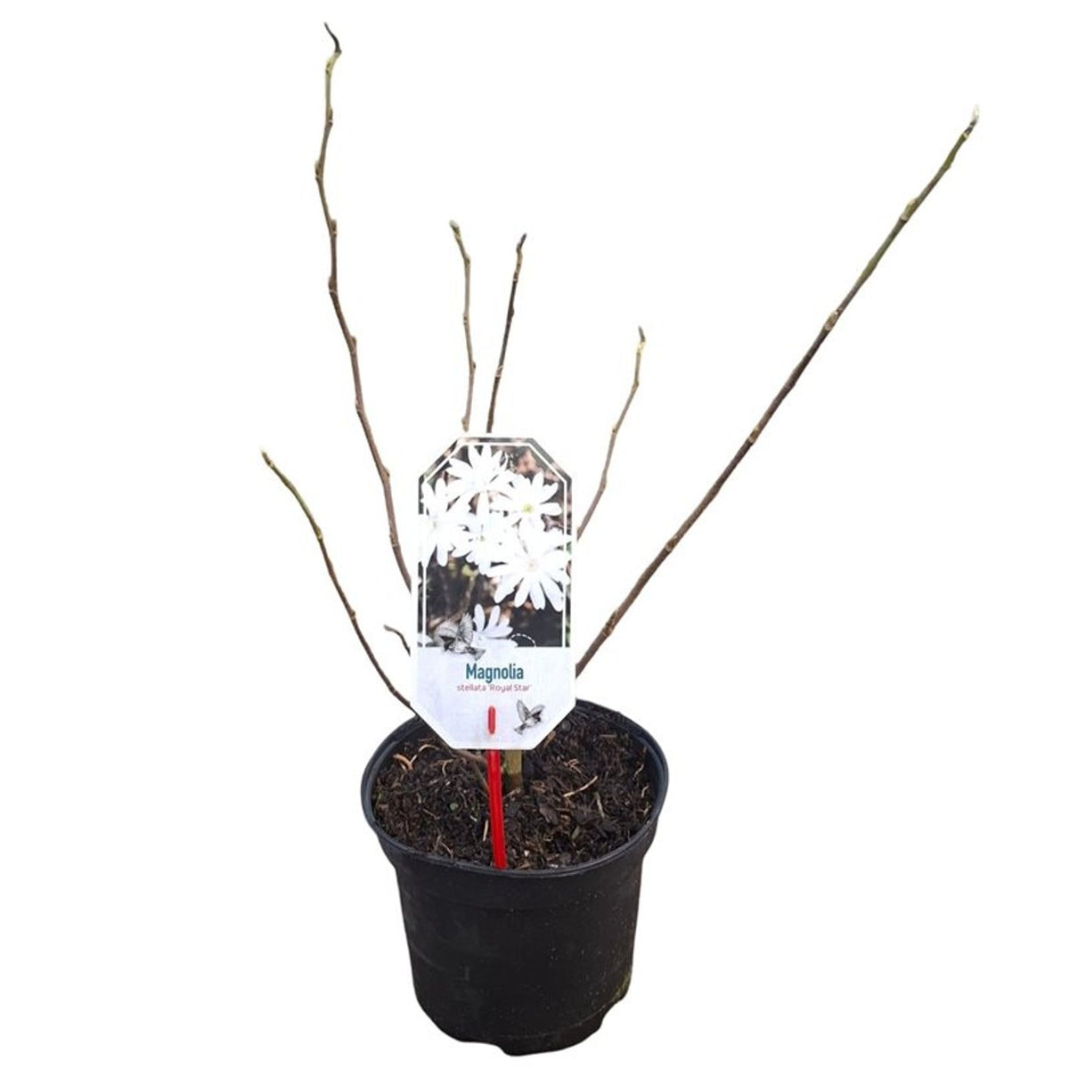 Magnolia stellata &