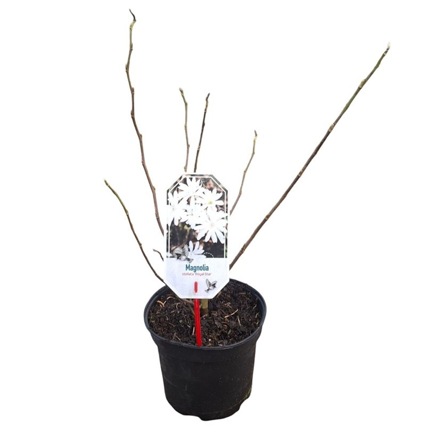 Magnolia stellata &