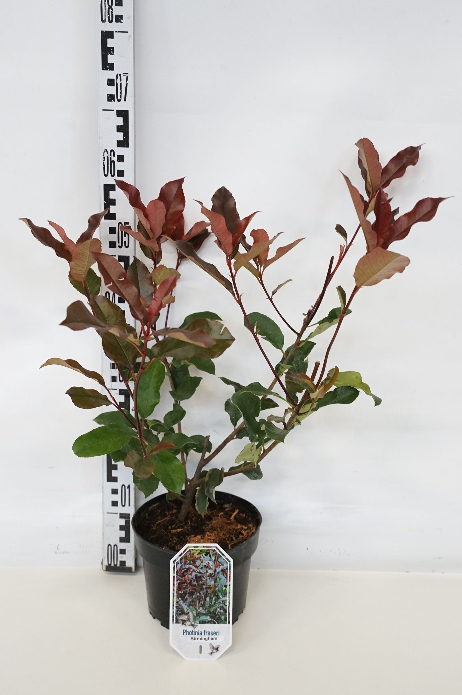 Glansmispel fraseri &