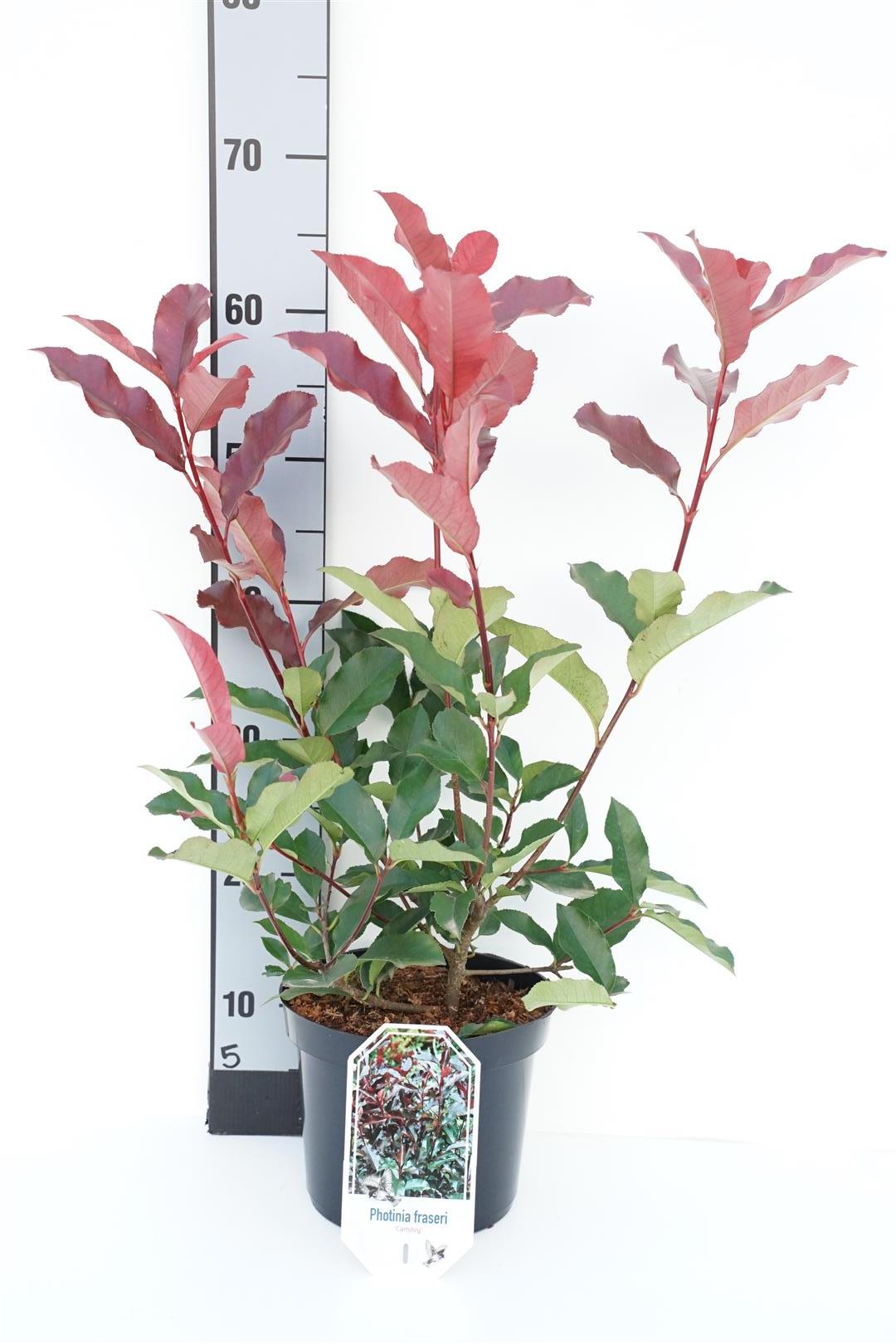 Photinia fraseri &