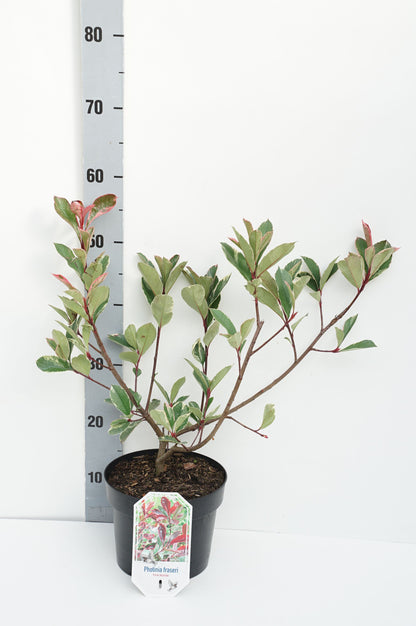 Photinia fraseri &